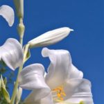 παρκο2-326-x-600