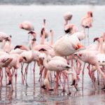 flock-pink-flamingos-walvis-bay-namibia_1150-21648